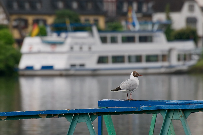 Tiere Mosel 07-2012D35_8917 als Smart-Objekt-1 Kopie.jpg - Letzter Anlaufpunkt war dann Andernach am Rhein. 